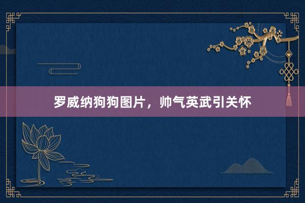 罗威纳狗狗图片，帅气英武引关怀